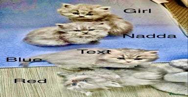 Maine Coon cats - Advert 6