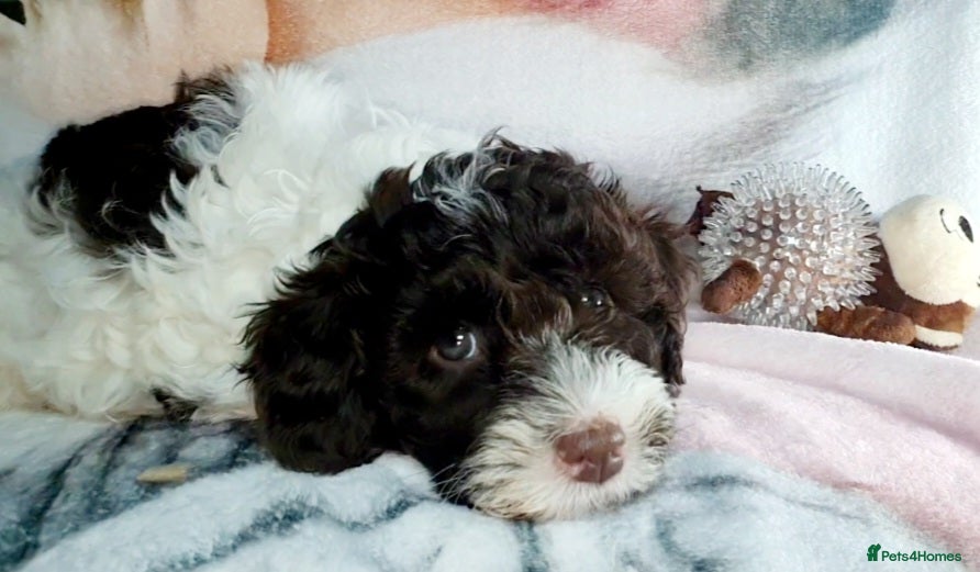 Mixed Breed dogs F1B MINI GOLDENDOODLES READY NOW  - Advert 3