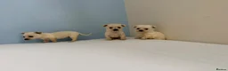 Chihuahua dogs for sale: Chihuahua puppies  in Glasgow - Advert 4