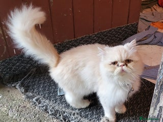 Persian cats Persian cat - Advert 4