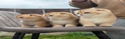 Scottish Fold cats for sale: British golden cat - Advert 12