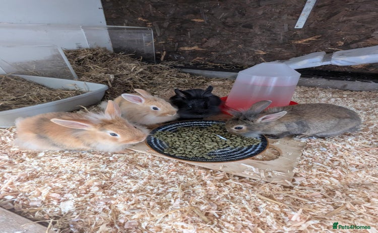 Lionhead rabbits - Advert 1