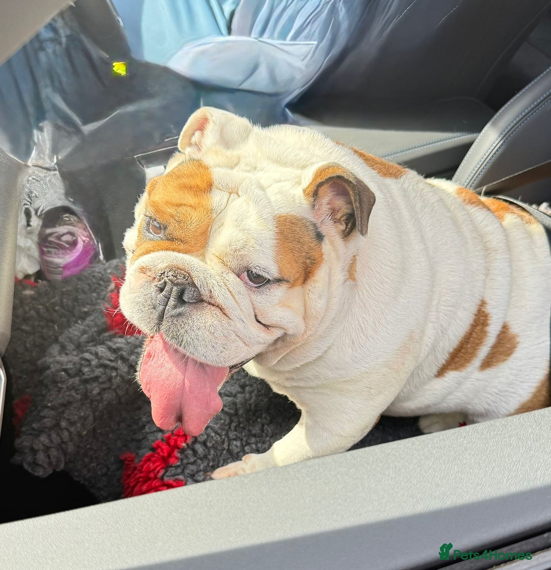 English Bulldog dogs for sale: English bulldog girl looking new home - Image 1
