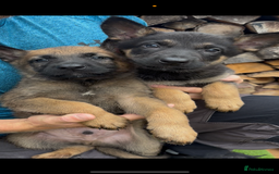 Mixed Breed dogs for sale: Czech shepherd x Belgium malinois - Image 13
