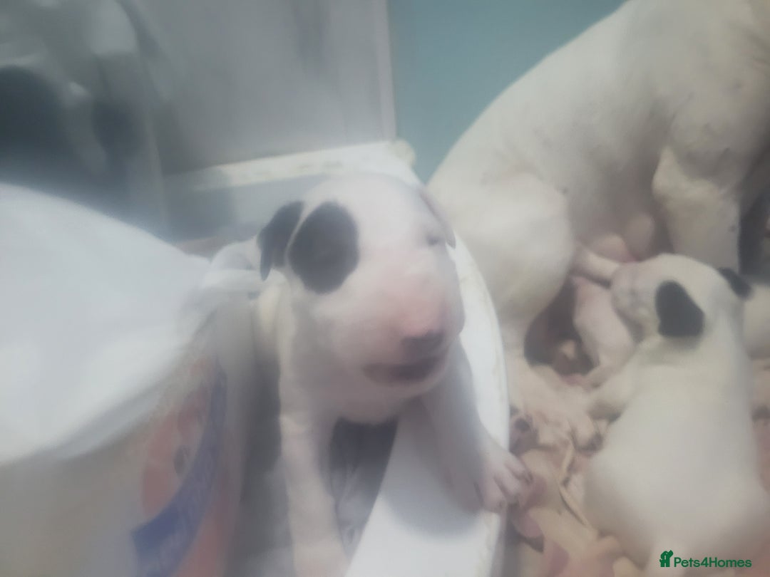 English Bull Terrier dogs for sale: The last 2x EBT Babies... - Image 11