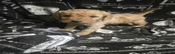 Cavapoo dogs for sale: Gorgeous Cavapoo male  - Advert 2