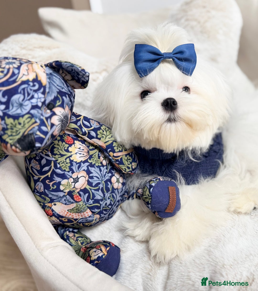 Maltese dogs for sale: Beautiful 6 month old Maltese Puppy Ready Now - Advert 29