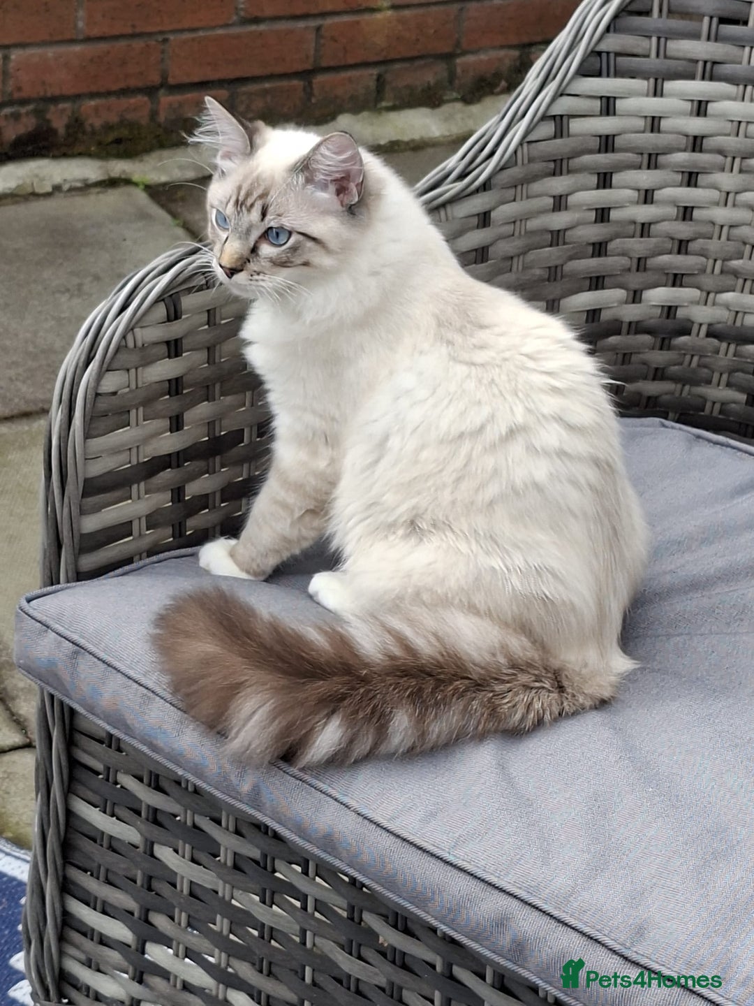 Ragdoll cats for sale: 6 ragdoll kittens  - Image 11