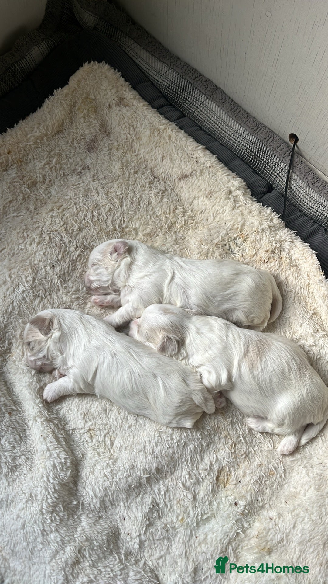 Maltese dogs for sale: Maltese puppies  - Advert 4