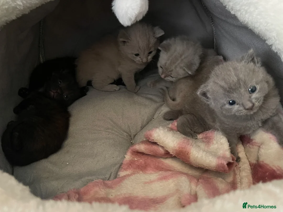 Mixed Breed cats for sale: Beautiful British Short hair mix babies - Advert 2