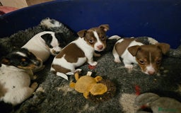 Jack Russell dogs for sale: Beautiful Jack Russell Puppies - Image 5