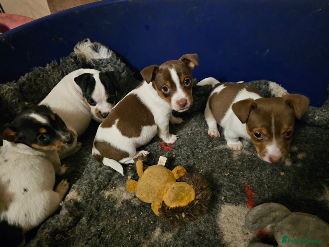 Jack Russell dogs for sale: Beautiful Jack Russell Puppies - Image 5