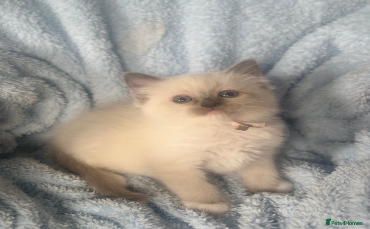 Ragdoll cats - Advert 3