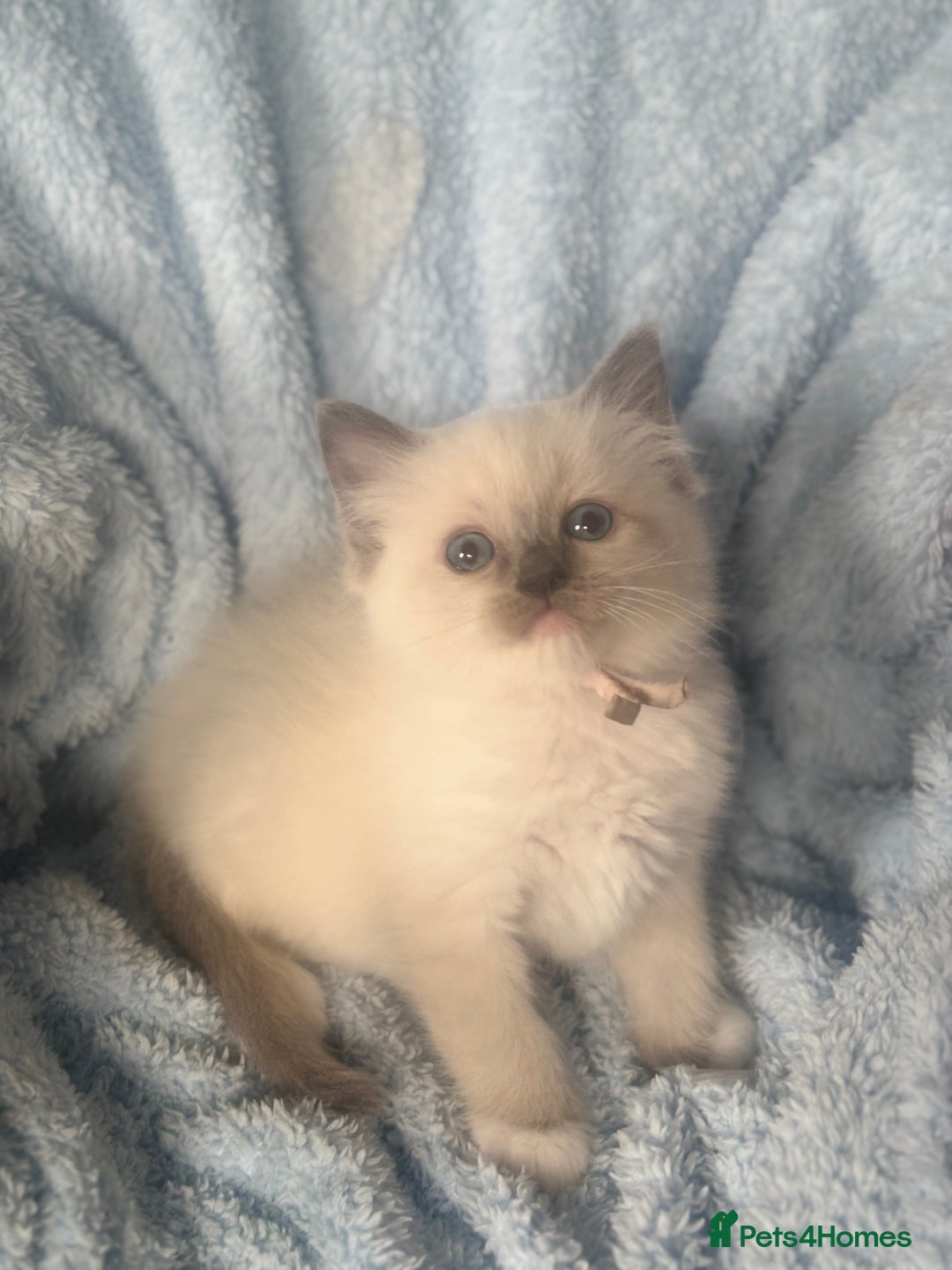 Ragdoll cats for sale: Gorgeous Ragdoll Kittens - Ready to leave now - Image 1