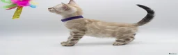 Bengal cats for sale: Stunning TICA Registered Bengal Kittens - Advert 8