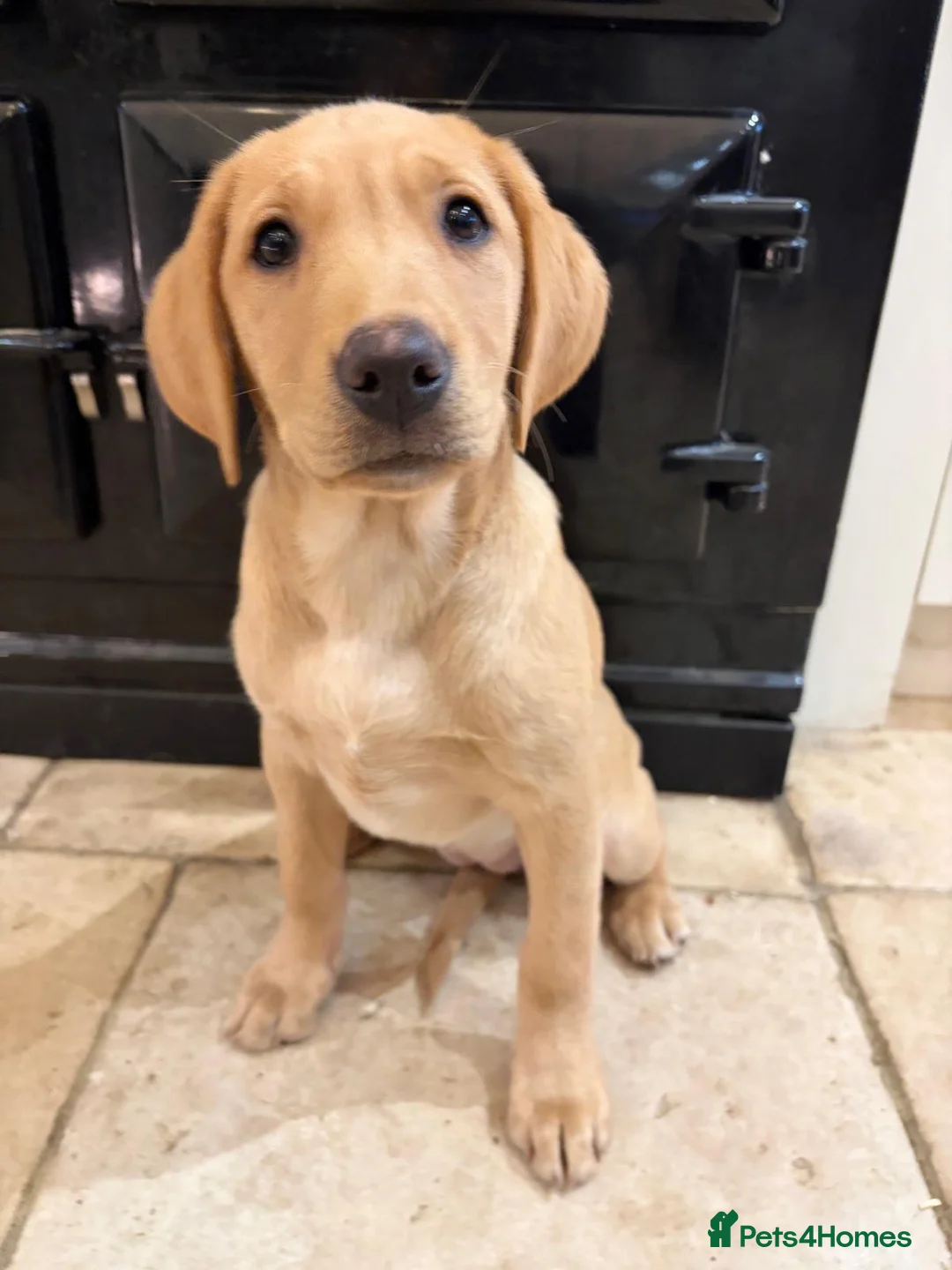 Labrador Retriever dogs for sale: KC + Health Checked Yellow Bitch Pup - Advert 1