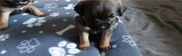 Border Terrier dogs for sale: Border terrier pups - Advert 7