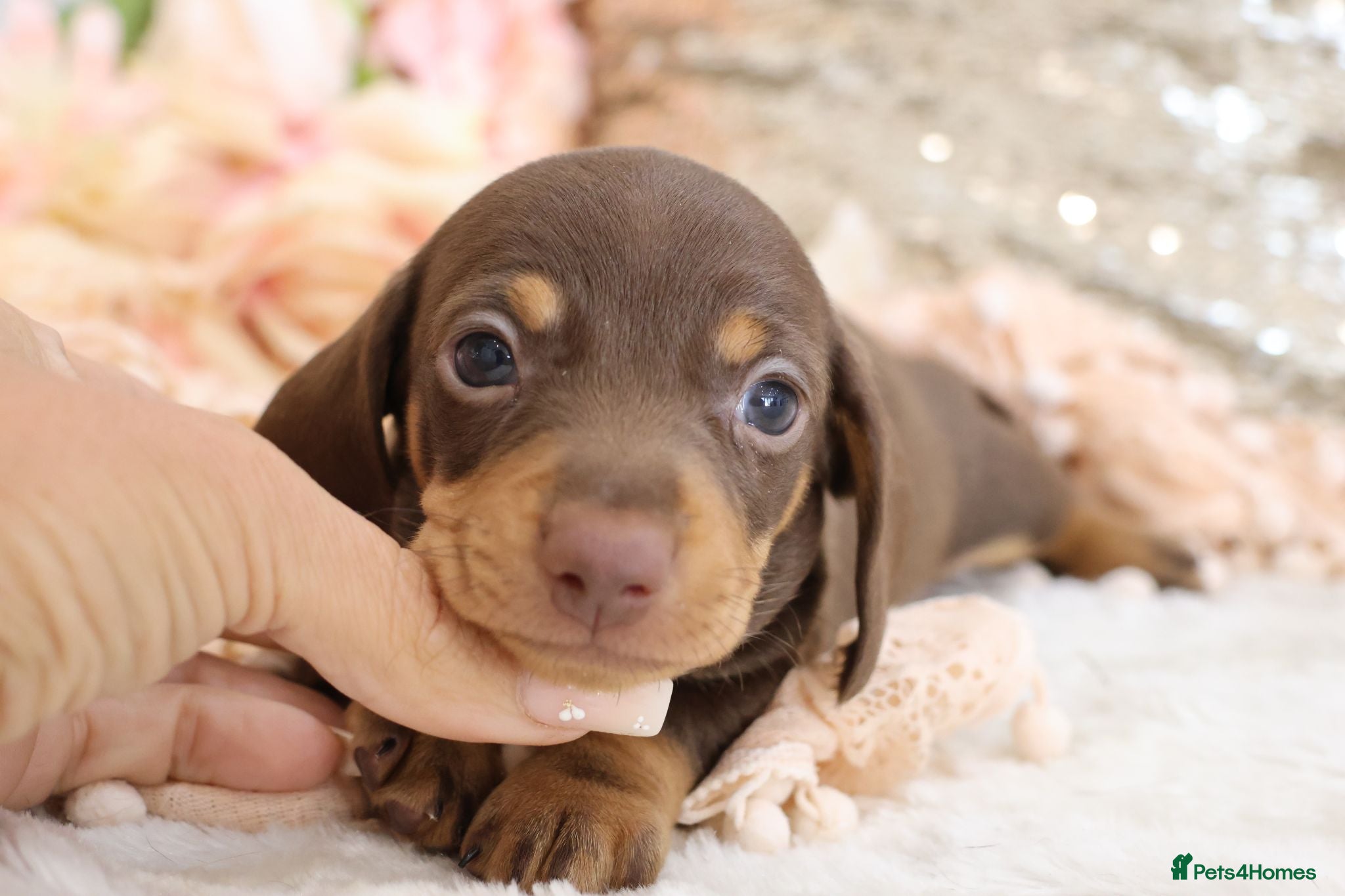 Miniature Dachshund dogs KC Miniature Dachshund Puppies - Advert 1