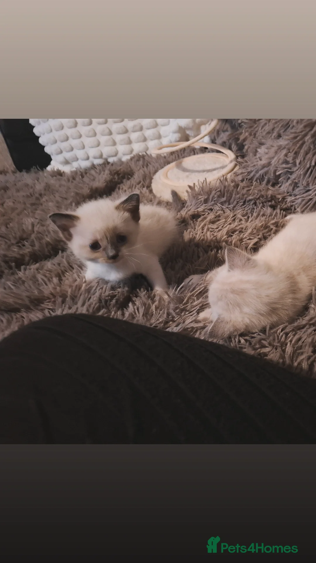Mixed Breed cats Ragdoll x Scottish straight kittens - Advert 3