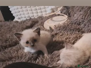 Mixed Breed cats Ragdoll x Scottish straight kittens - Advert 1