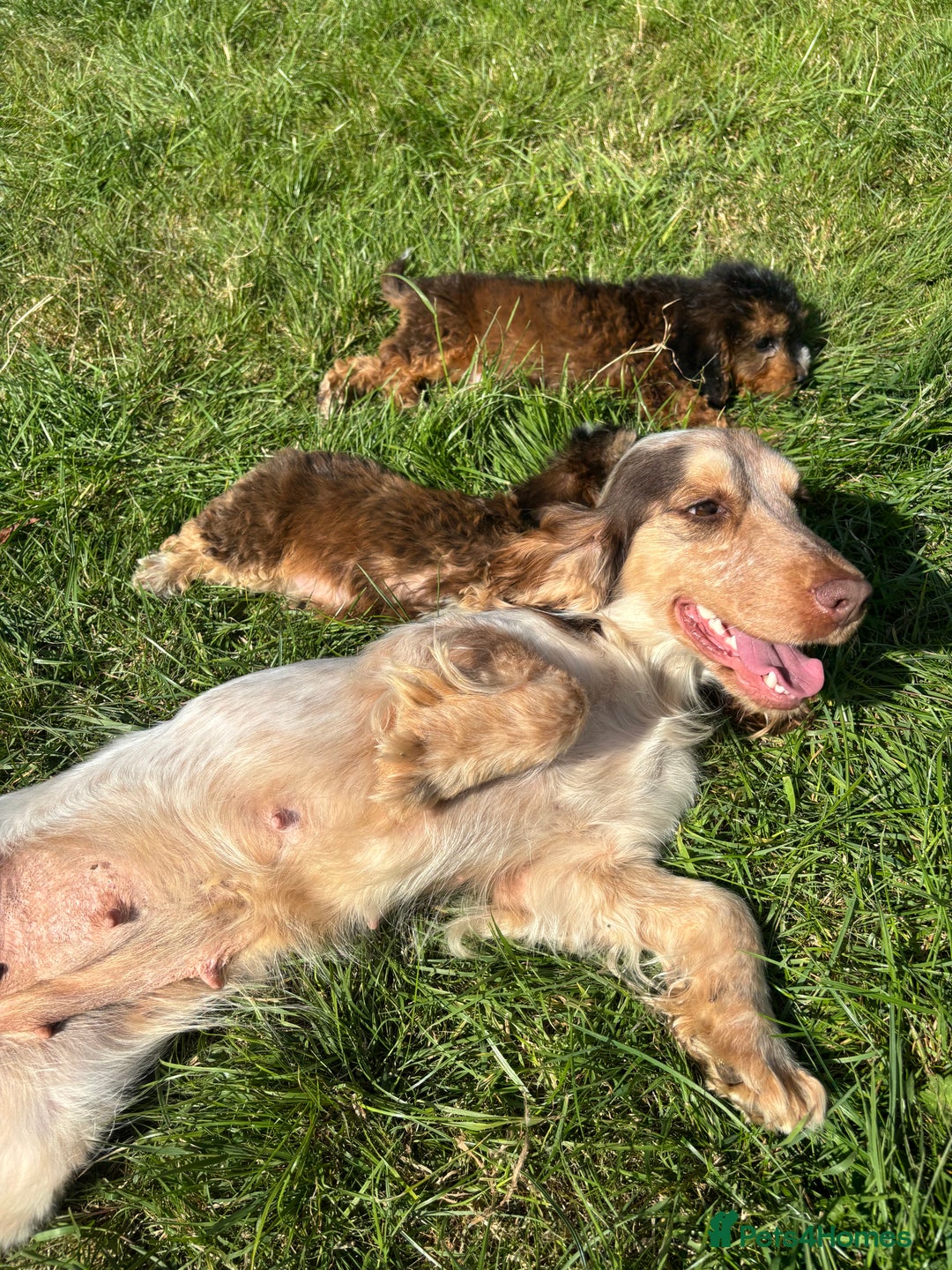 Cockapoo dogs for sale: Stunning F1 cockerpoo puppies - Image 15