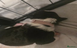 Border Collie dogs for sale: 11 beautiful bored collie puppies  - Image 10