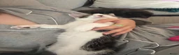 Domestic Shorthair cats for sale: Gorgeous Male Kitten in Bristol - Advert 6