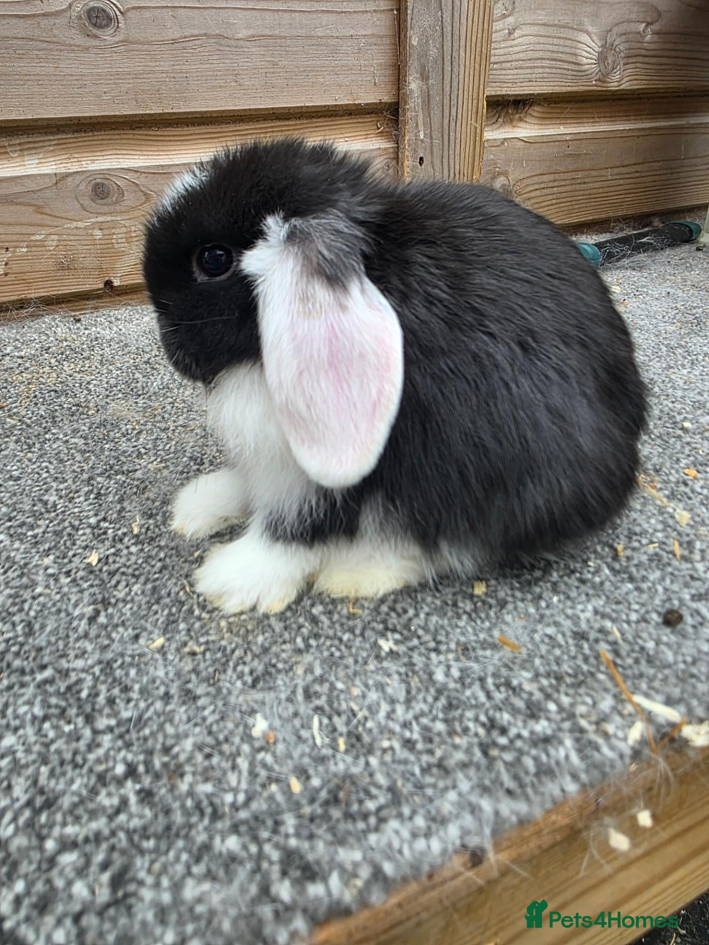 Mini Lop rabbits Litter of 6 mini lops - Advert 2