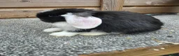 Mini Lop rabbits for sale: Litter of 6 mini lops - Advert 2