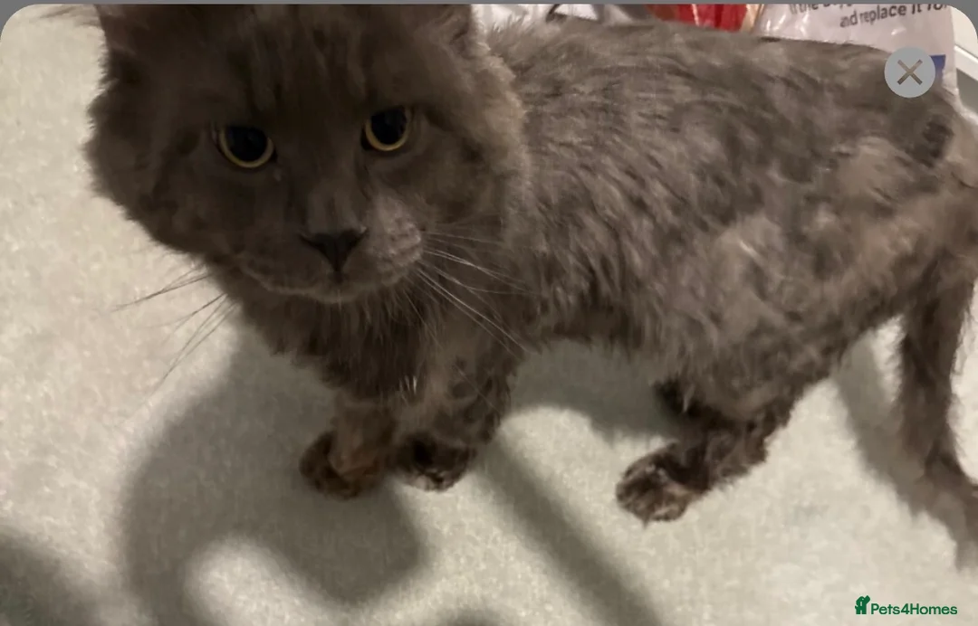 Maine Coon cats for sale: Loving home - Russian blue diamond - Advert 5