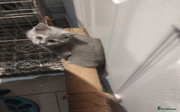 British Shorthair cats for sale: 4x British Shorthair vaccinated, microchipped. - Image 11