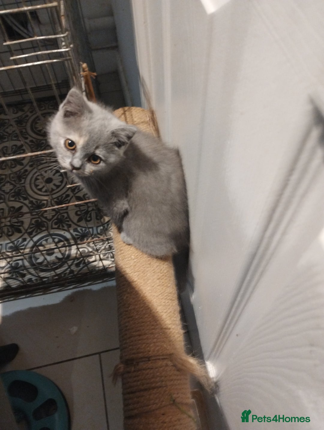 British Shorthair cats for sale: 4x British Shorthair vaccinated, microchipped. - Image 11