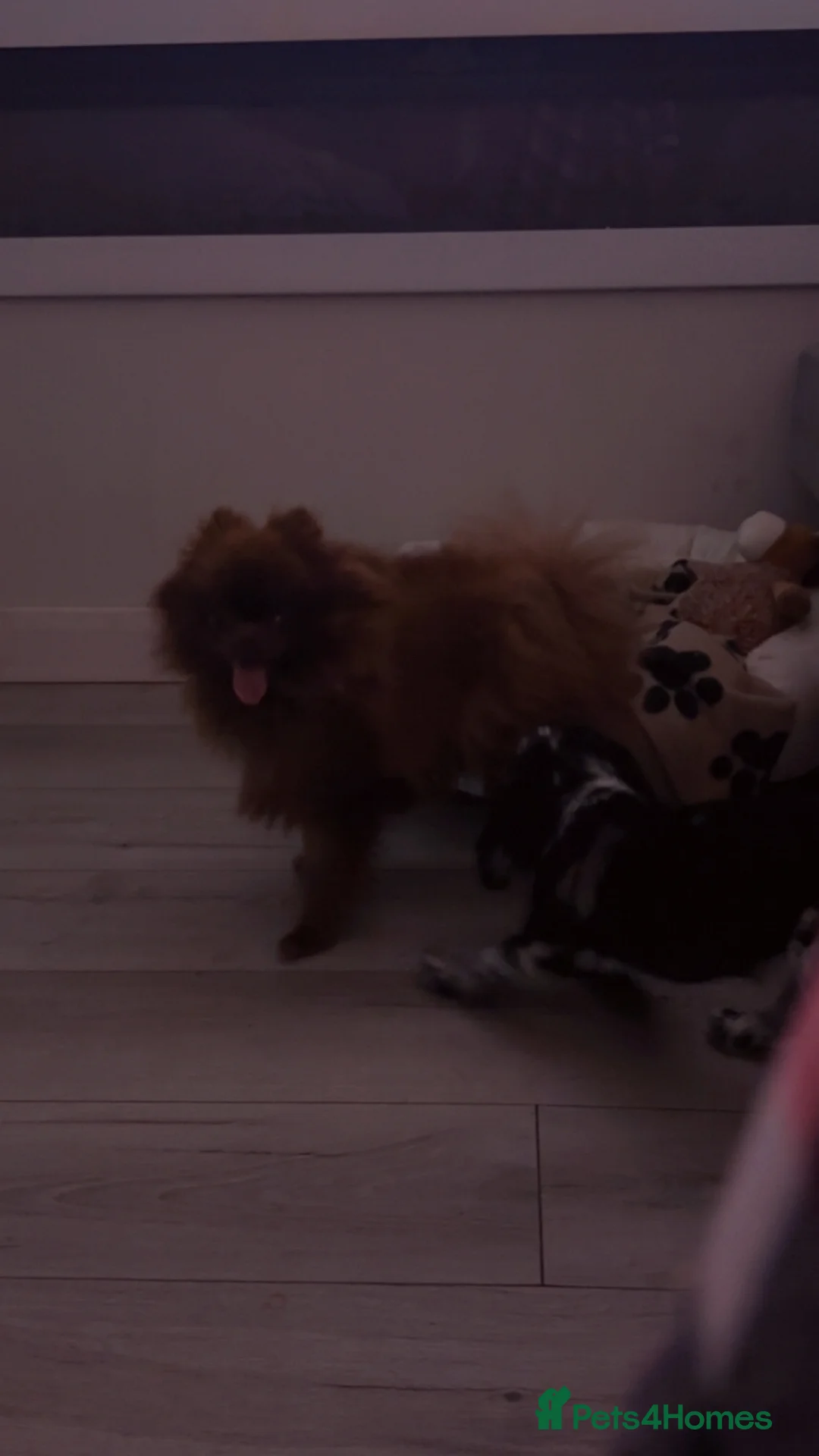 Pomeranian dogs for sale: Female  **  Pomeranian  in Saint Helens - Advert 6