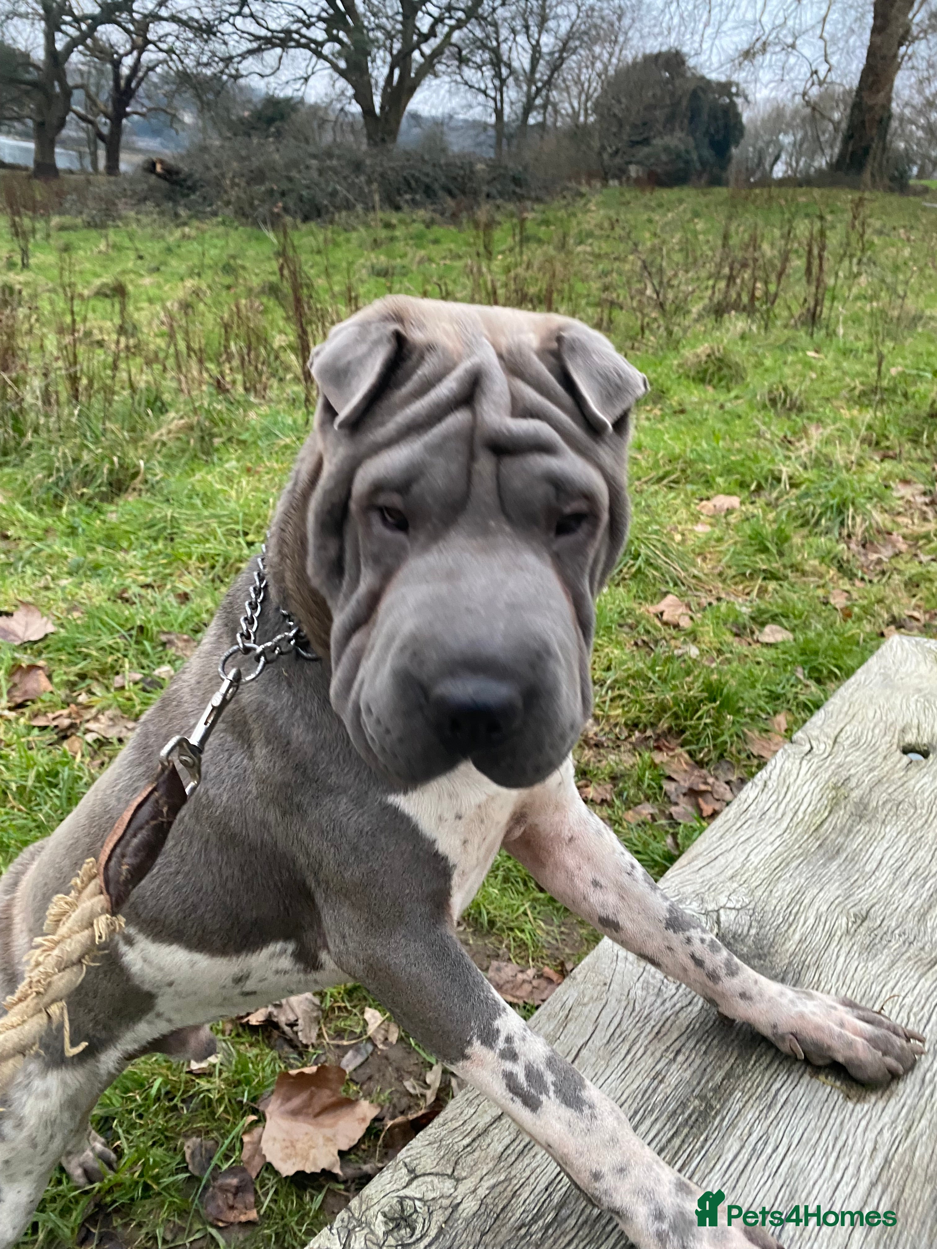 Shar Pei dogs proven shar pei stud in Plymouth - Advert 1