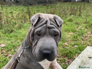 Shar Pei dogs in Plymouth - Advert 1