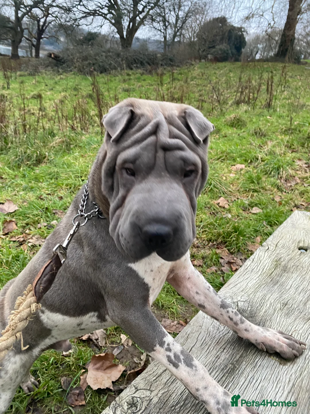 Shar Pei dogs for stud: proven shar pei stud in Plymouth - Advert 1