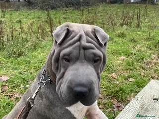 Shar Pei dogs proven shar pei stud in Plymouth - Advert 1