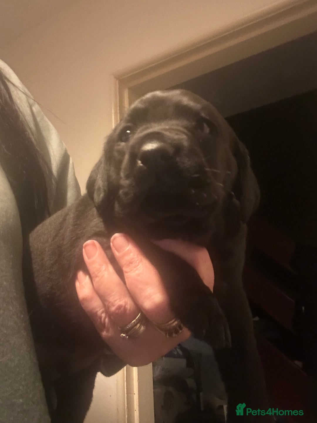 Labrador Retriever dogs for sale: KC registered Labrador boys for sale  - Advert 10