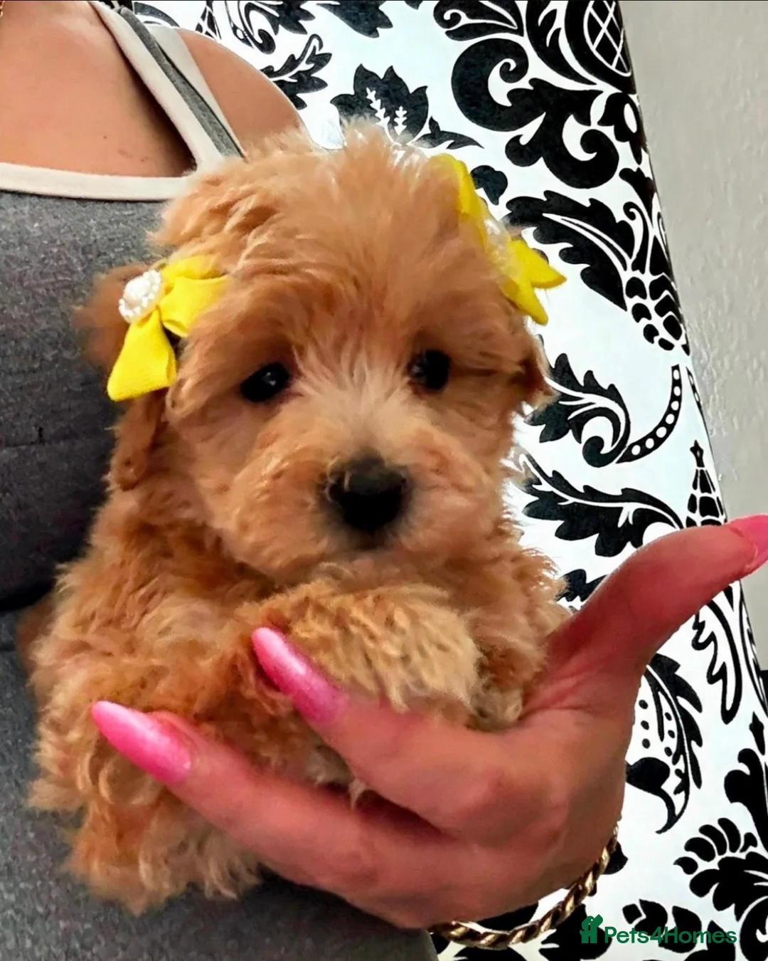 Maltipoo dogs for sale: BEAUTIFUL KOREAN MALTIPOO GIRL. EXTRA MINI!!  - Advert 1