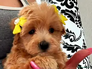 Maltipoo dogs BEAUTIFUL KOREAN MALTIPOO GIRL. EXTRA MINI!! - Advert 1