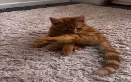 Mixed Breed cats for sale: 2 Beautiful moggys for sale  - Image 2