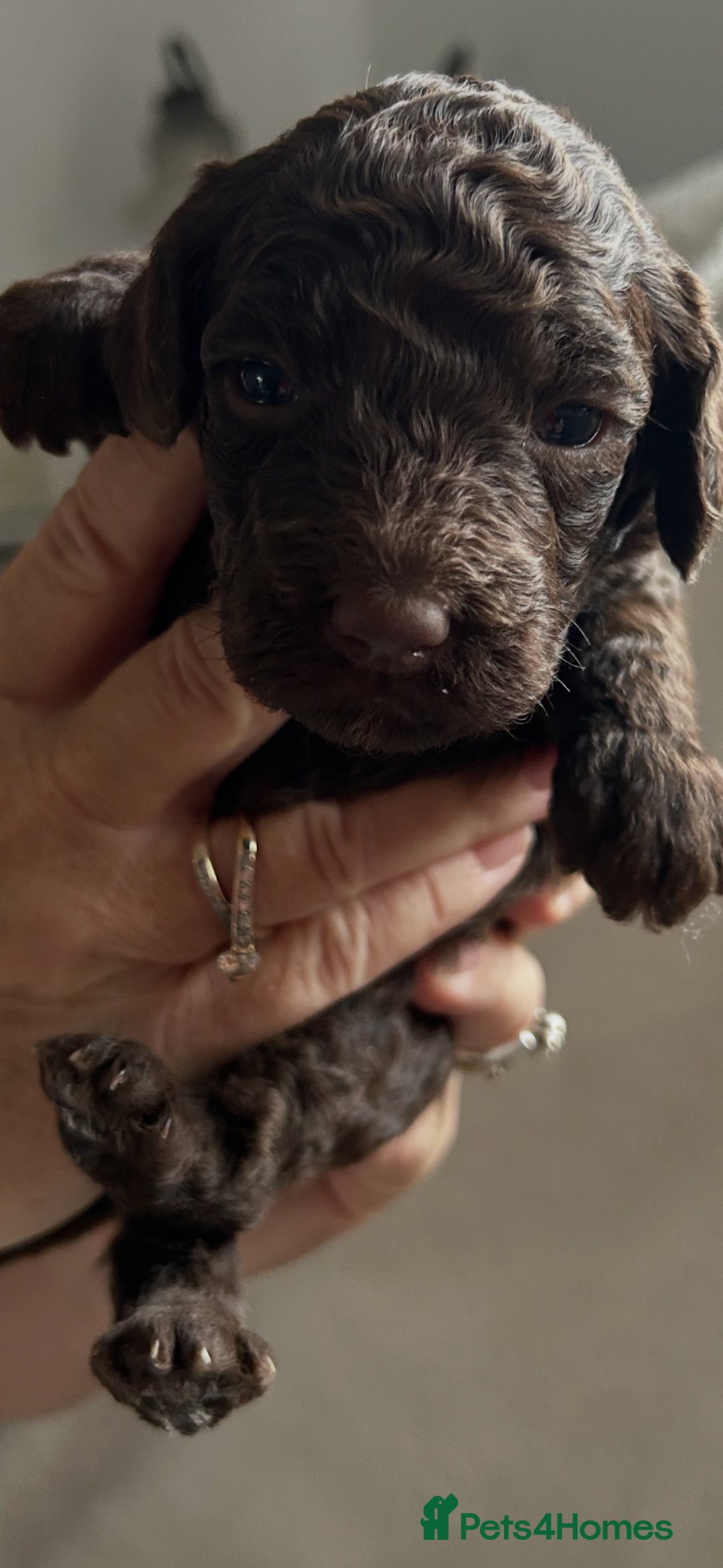 Cockapoo dogs for sale: Beautiful cockapoos - Image 2