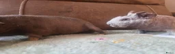 Guinea Pig rodents for sale: 2 friendly skinny pig boys guinea - Advert 5