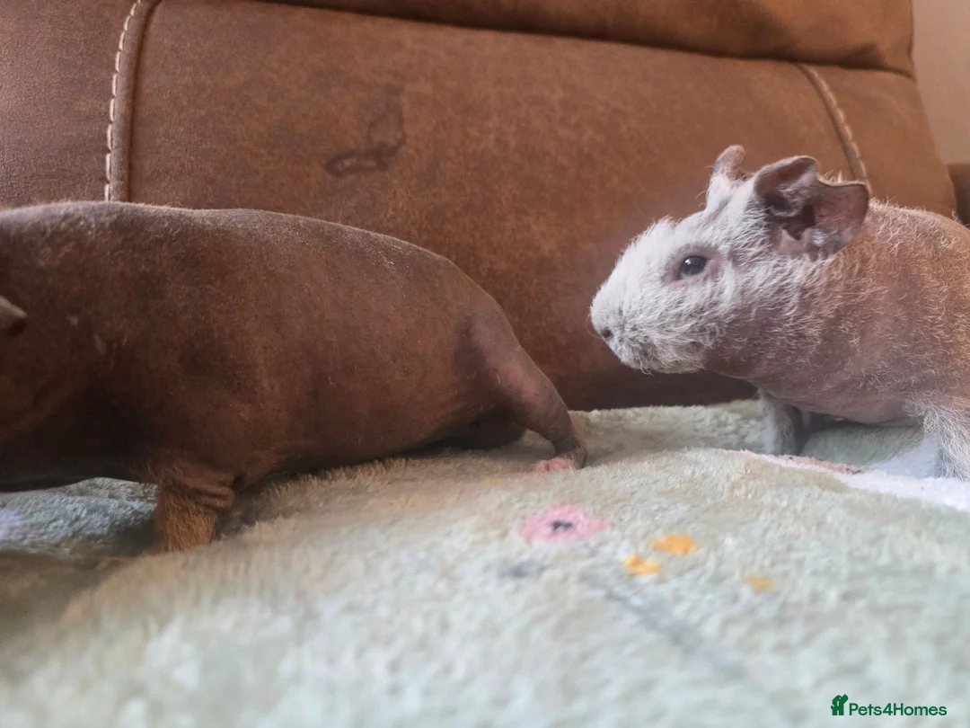 Guinea Pig rodents for sale: 2 friendly skinny pig boys guinea - Advert 5