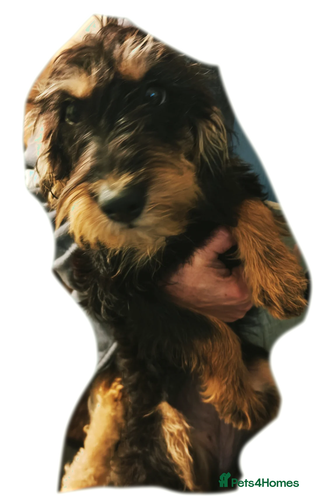 Cockapoo dogs for sale: F3 cockapoo puppies - Advert 5