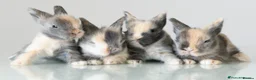 Lionhead rabbits for sale: *Reduced* Quality Double-maned Lionhead Rabbits - Advert 3
