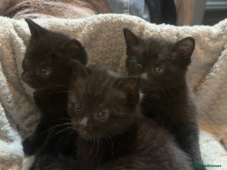 Mixed Breed cats - Advert 1