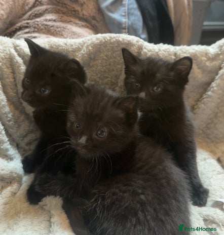 Mixed Breed cats - Advert 1