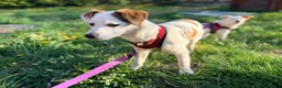 Mixed Breed dogs for adoption: ❤️🐶 AISY & BASIA –TWO LITTLE SUNBEAMS TOGETHER in Burton-on-Trent - Advert 11