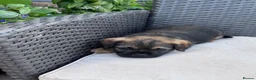 Border Terrier dogs for sale: Pedigree K C Reg Border Terrier Puppies for sale in Derby - Advert 14